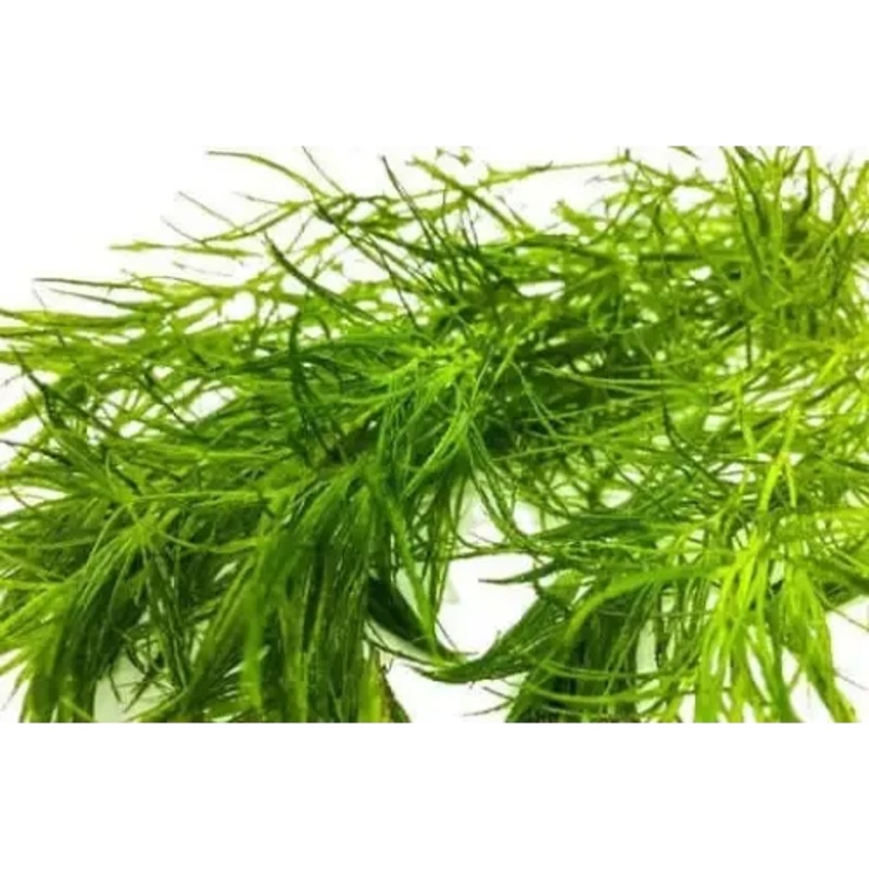 Golf Ball Size Guppy Grass