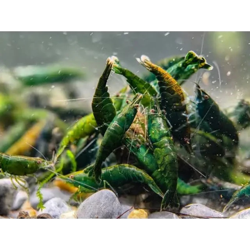 Green Diamond Cherry Shrimp