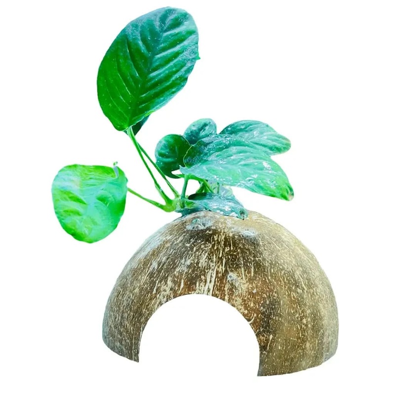 Half Coconut House With Assorted Anubias