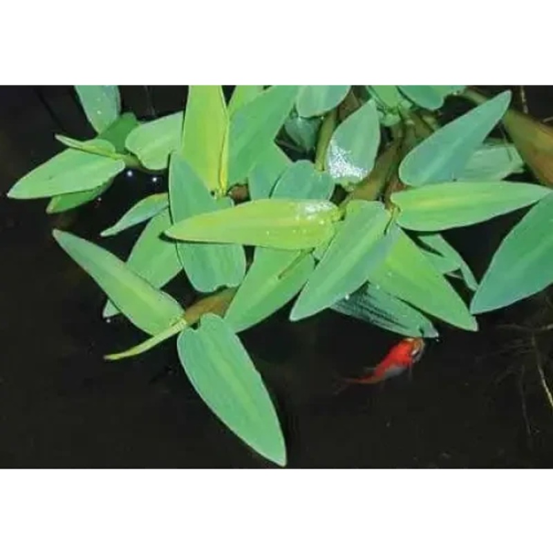 Hygroryza aristata Bamboo Floating Plant