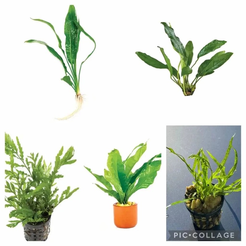 Immortal Plant Bundle