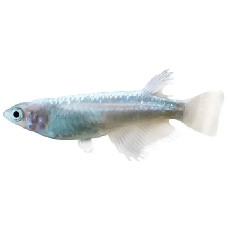 Japanese Rice Fish medaka - Platinum ( Locally Bred )