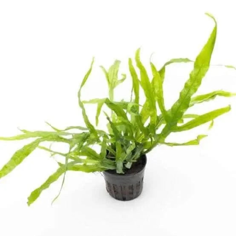 Java Fern Trident -5cm Pot