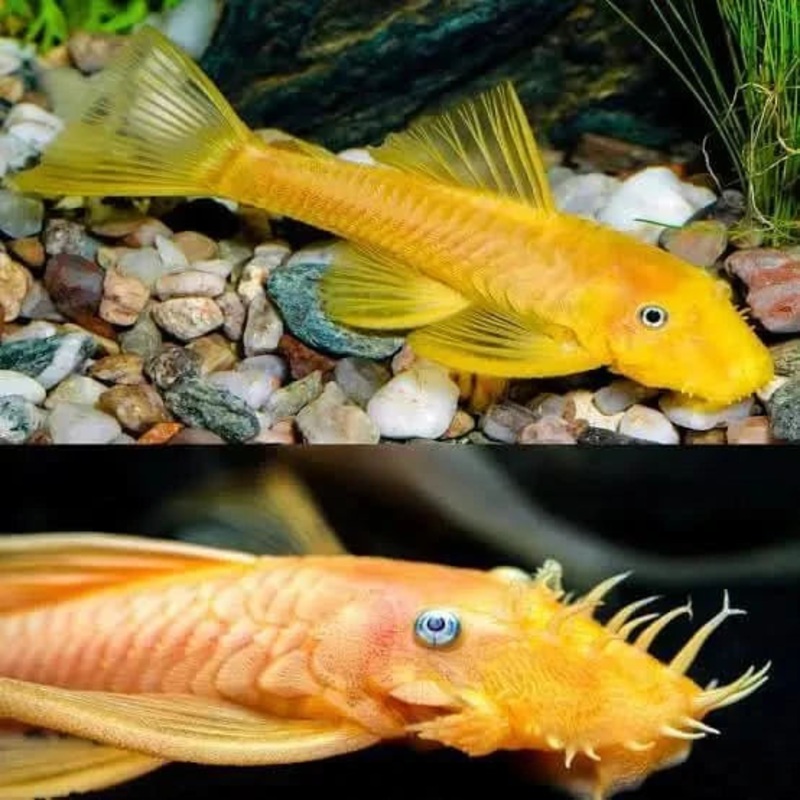L144 Lemon Blue Eye Bristlenose - Locally Bred