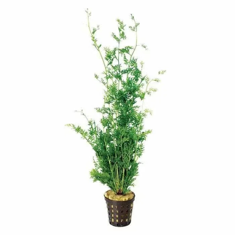 LACE FERN 5CM POT
