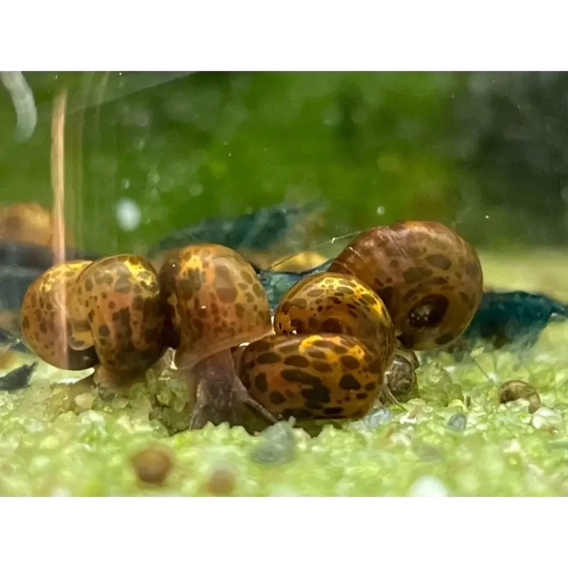 Leopard Spotted Brown Ramshorn Snail