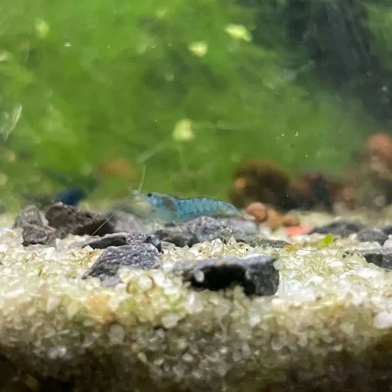 Low Grade Blue Cherry