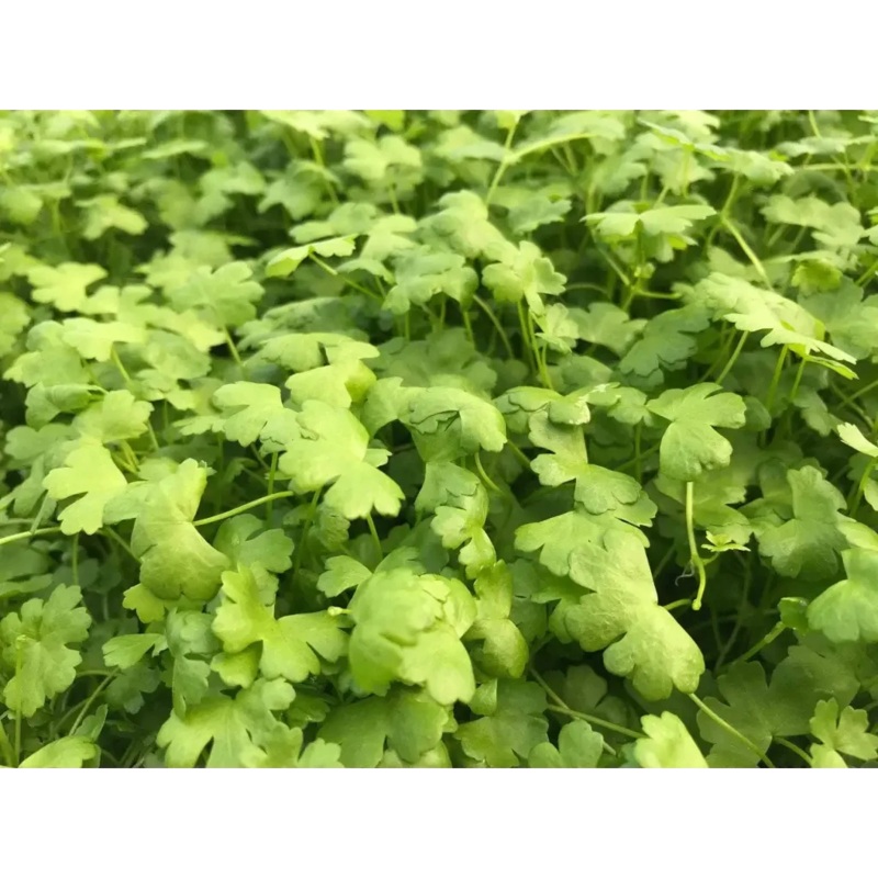 Mini Japan Hydrocotyle pot