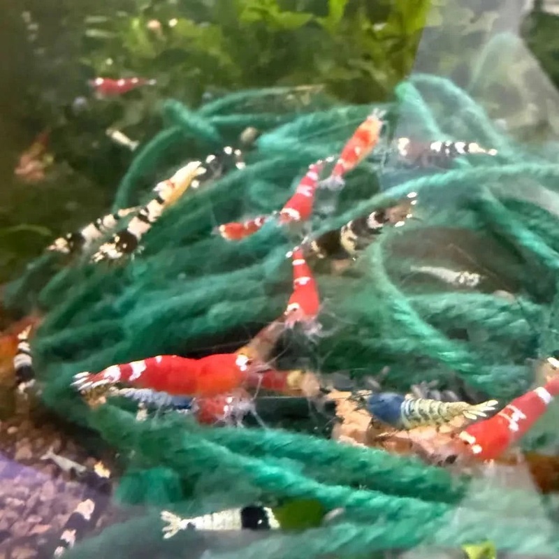 Mishlings Mixed size/sex