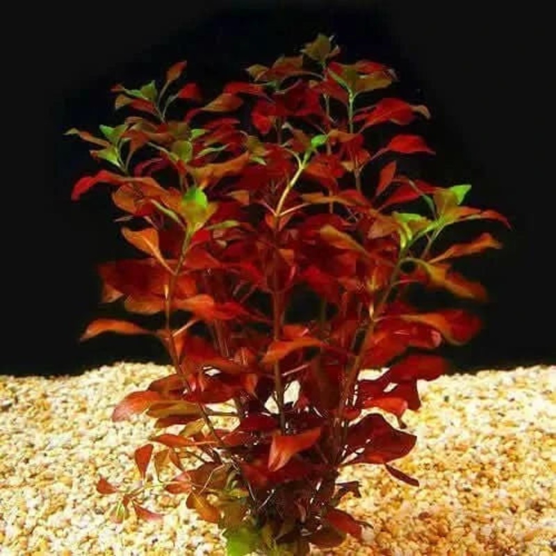 Narrow Ludwigia - 5cm Pot