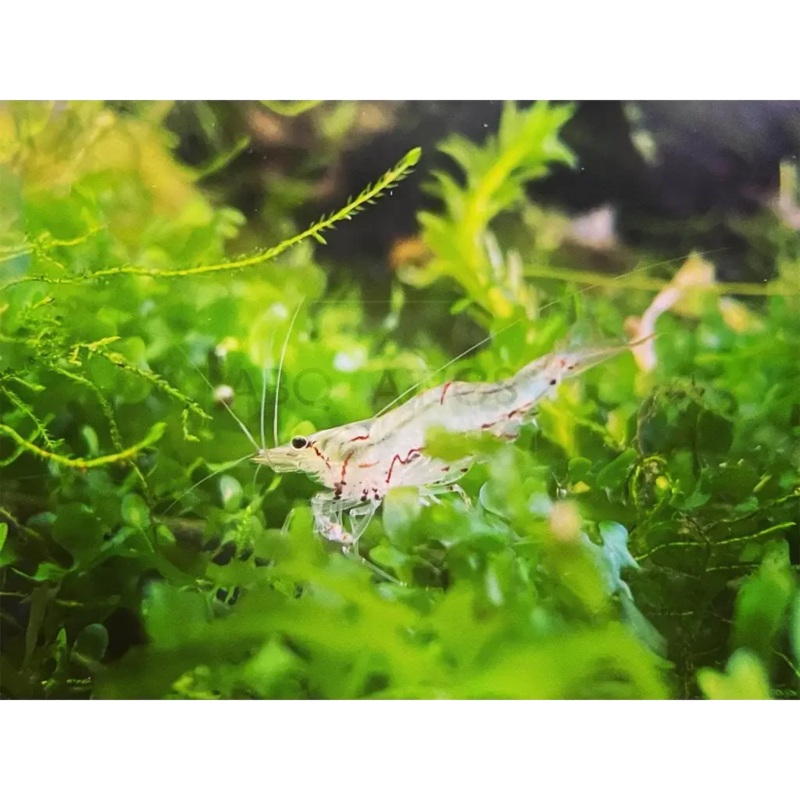 Nth QLD Algae Shrimp 'Type 2' - Good Size