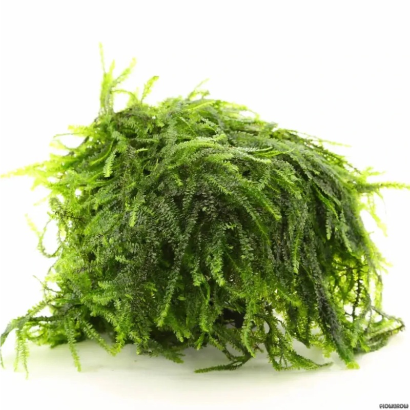 Pilo Moss 5cm x 5cm