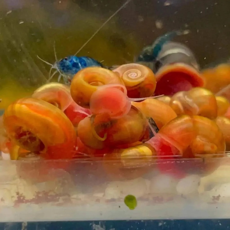 Pink Skin Ramshorn Snail