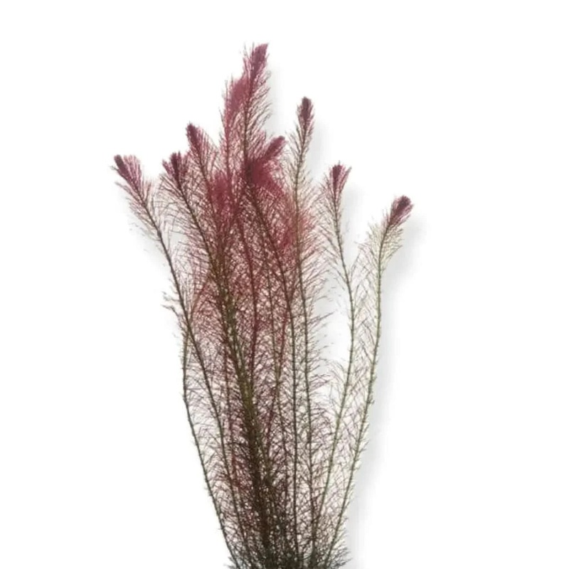 Pogostemon Stellata