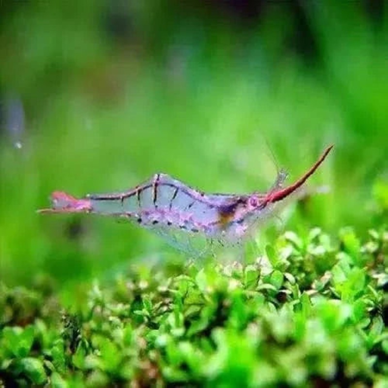 Red Nose Shrimp (Caridina sp Gulf1)