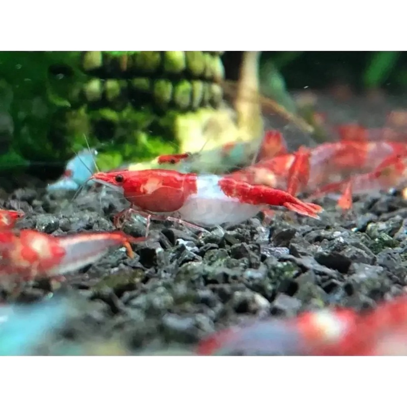 Red Rili shrimp
