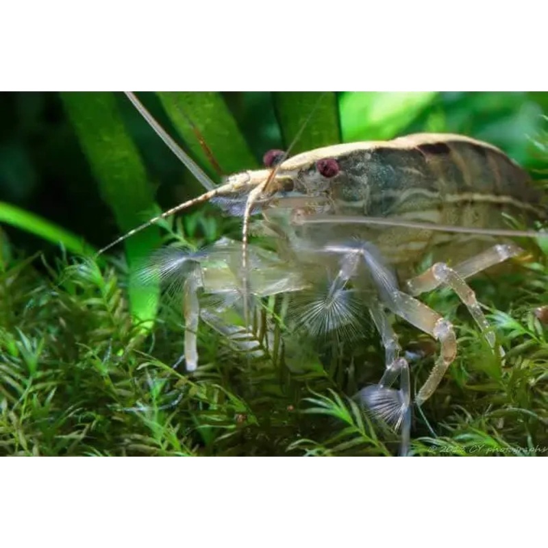 Riffle Shrimp (Australatya Striolata)