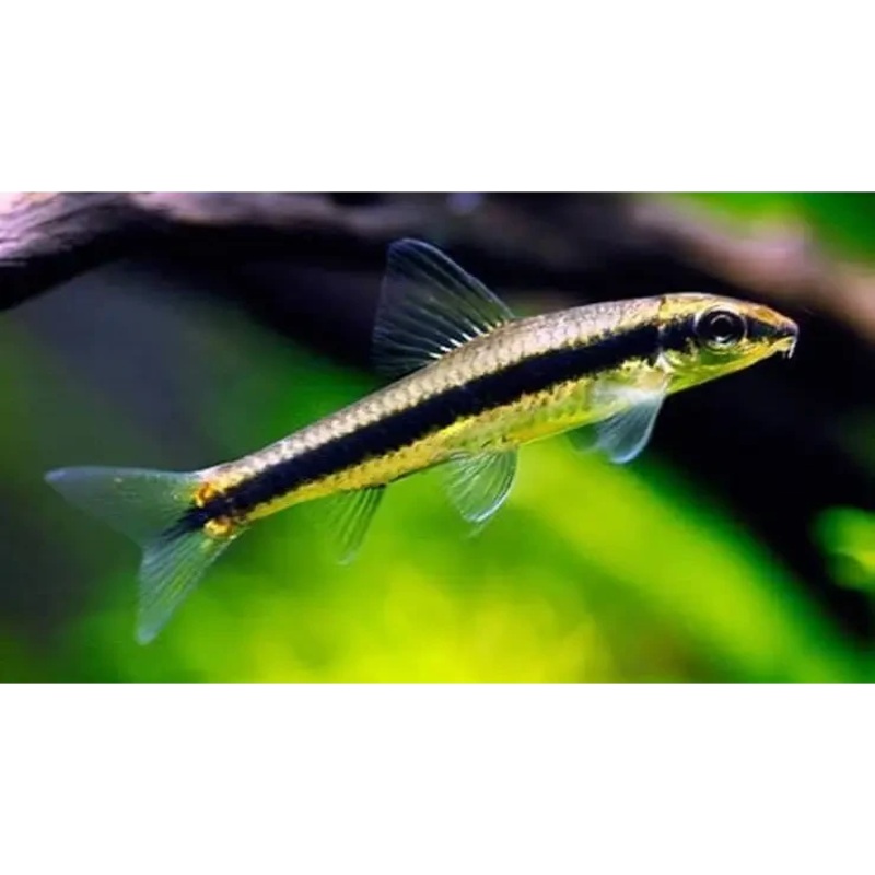 SIAMESE ALGAE EATER