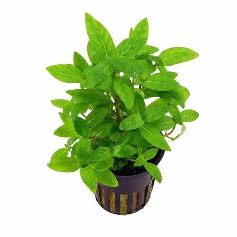 Staurogyne repens Pot