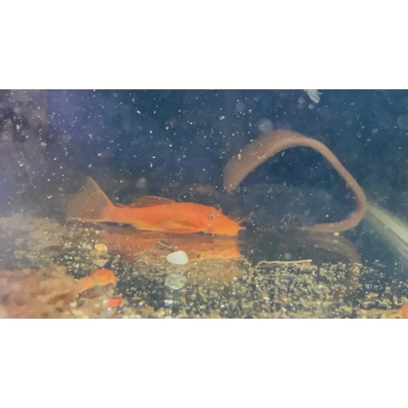Super Red Bristlenose 3CM - Locally Bred