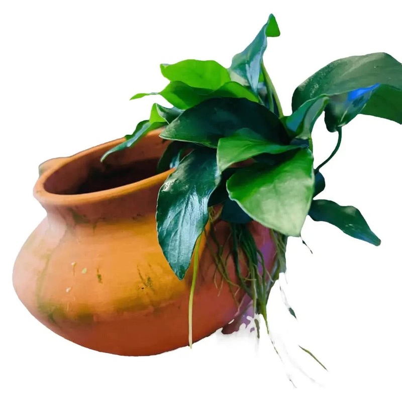 Terracotta Urn Nana ( URN WITH HANDLES )
