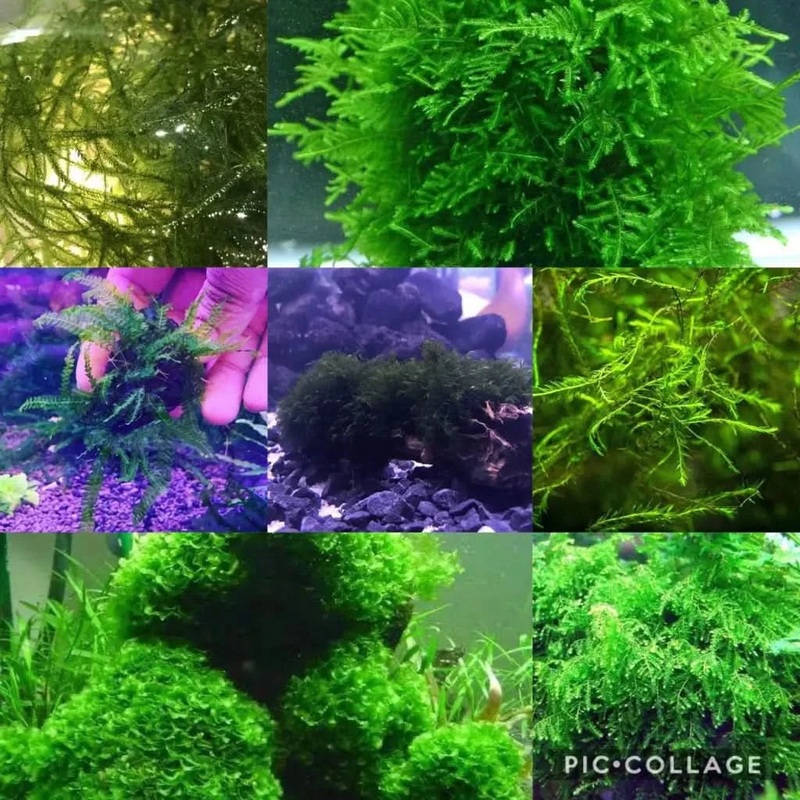 Ultimate Moss Pack ( 7 Type Moss )