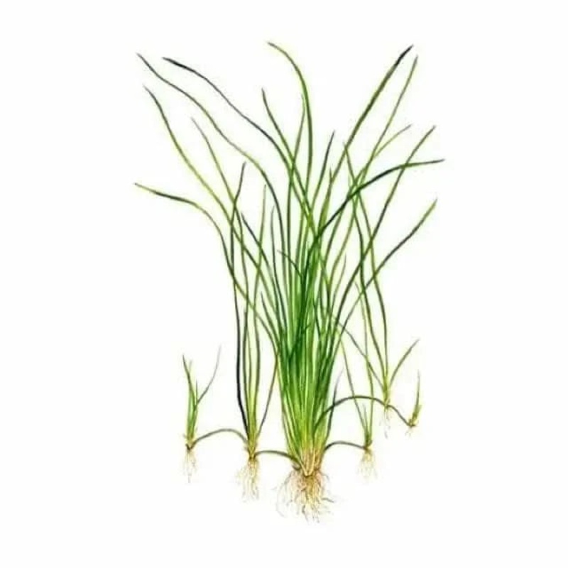 Vallisneria Nana Bunch