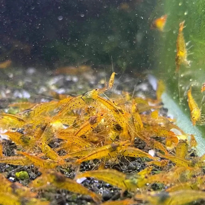 20x Tangerine Tigers Colony Starter