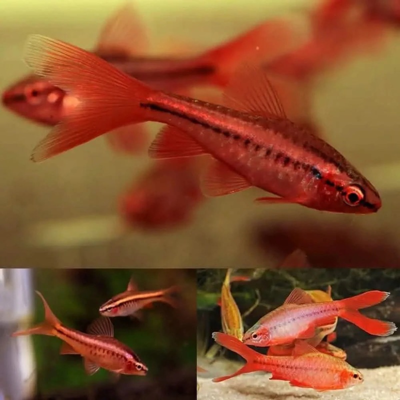 2cm Long Fin Cherry Barb