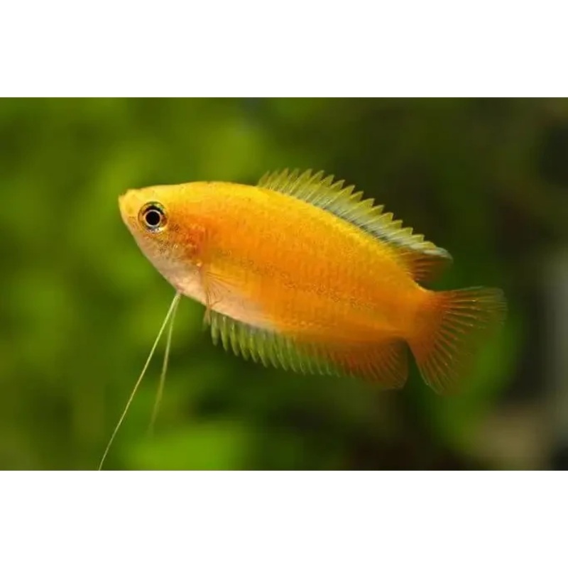 3.5cm Dwarf Honey Gourami