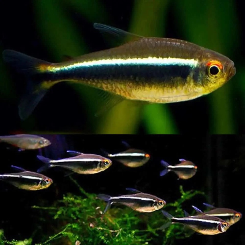 3CM BLACK NEON TETRA