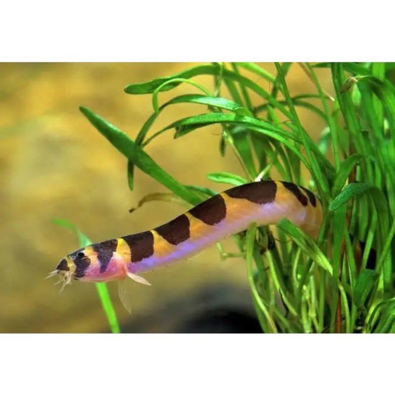 4cm Striped Kuhli Loach