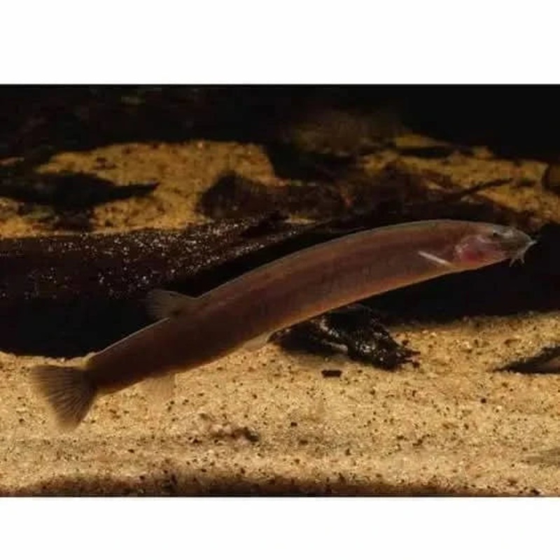 6cm Black Kuhli Loach