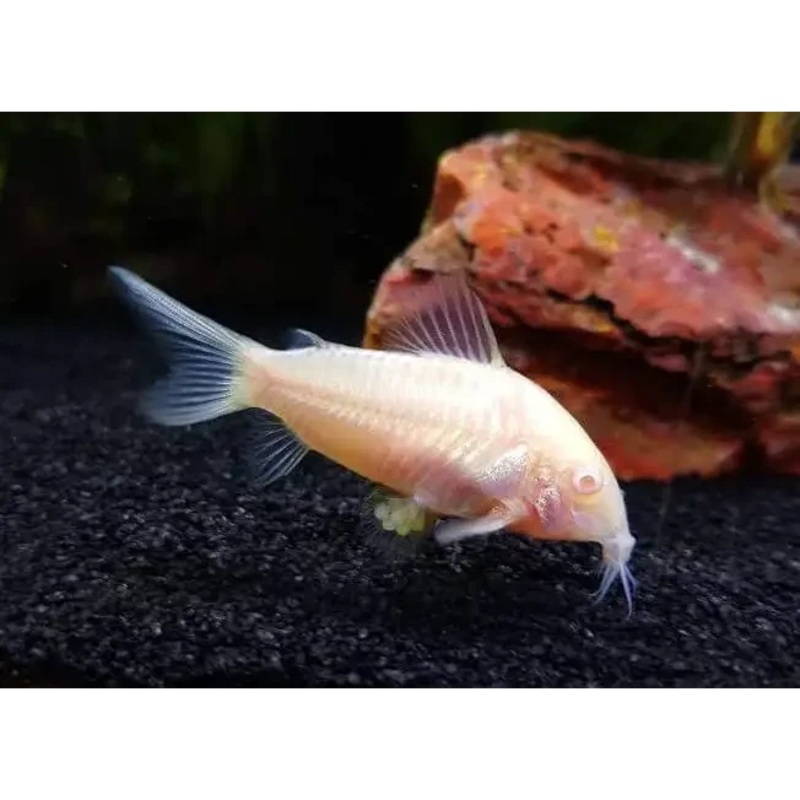 Albino Corydoras 2cm - Locally Bred