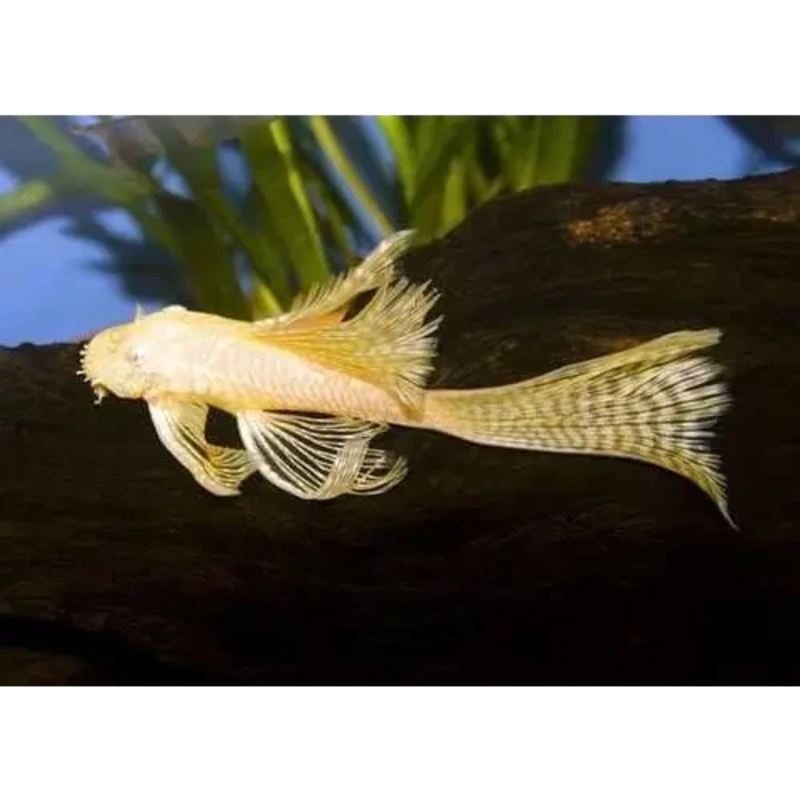 Albino Longfin Bristlenose Catfish 5cm-6cm - Locally Bred ( Good Size )
