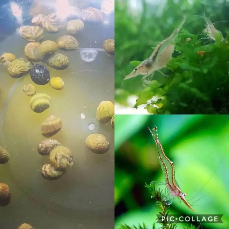 Algae Cleaning Crew ( 4x Nerite Snail + 12x NQ AlGAE Shrimp )