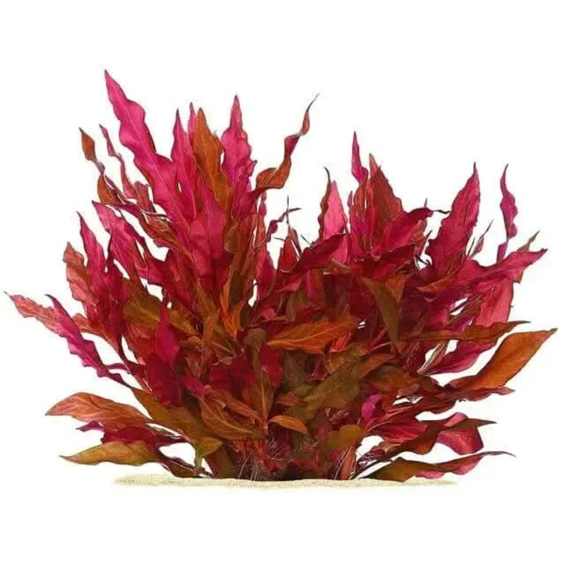 Alternanthera Mini Reineckii bunch