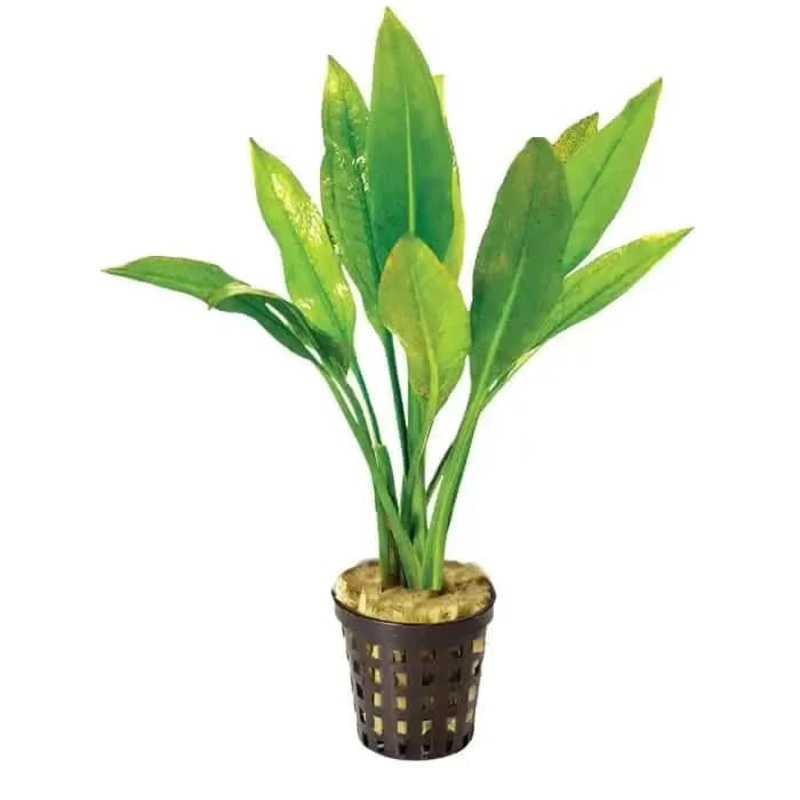 Amazon Sword - 5cm Pot