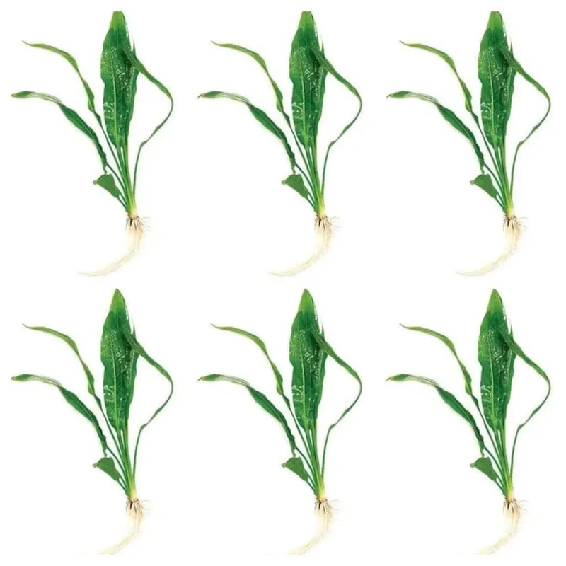 Amazon Sword plant Multi Pack