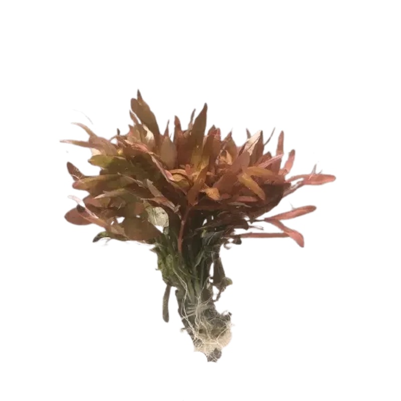 Ammania gracilis submersed/bunch