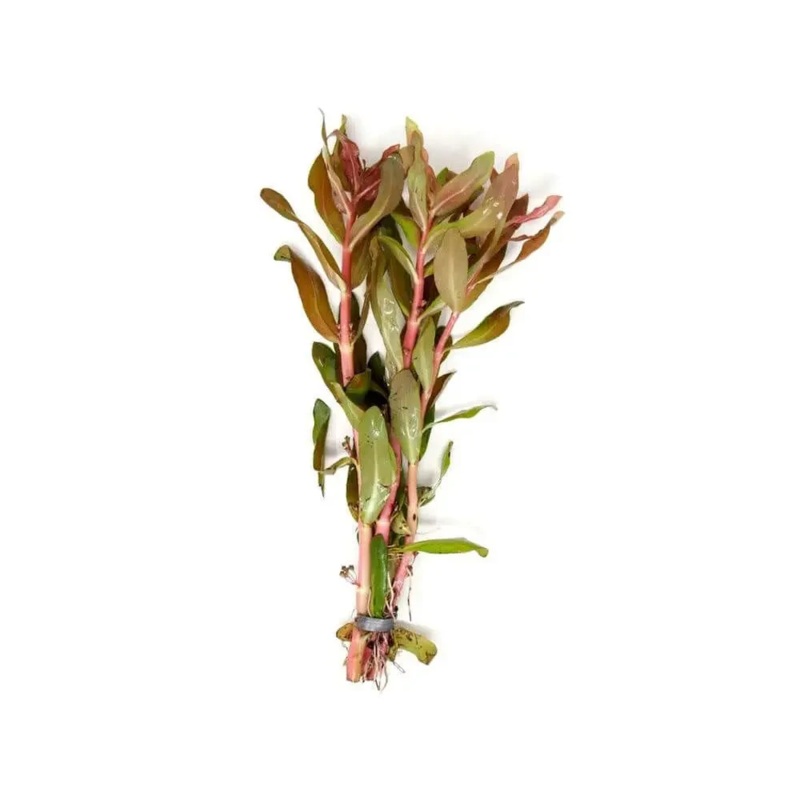 Ammania senegalensis submersed/bunch copper leaf
