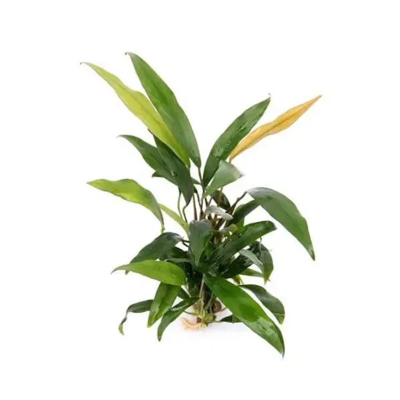Anubias Minima (4-6 Leaves )