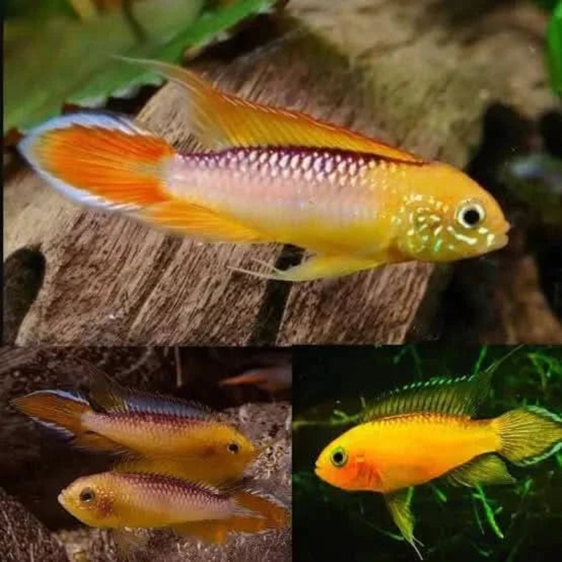 Apistogramma Agassizii Fire Gold - Locally Bred