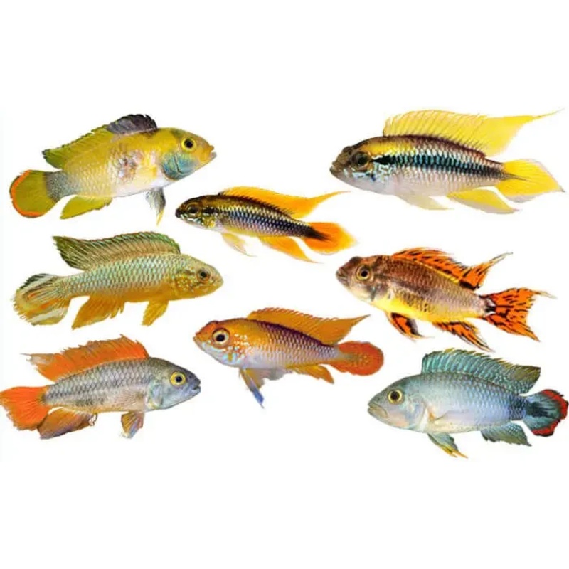 Apistogramma Assorted 3cm