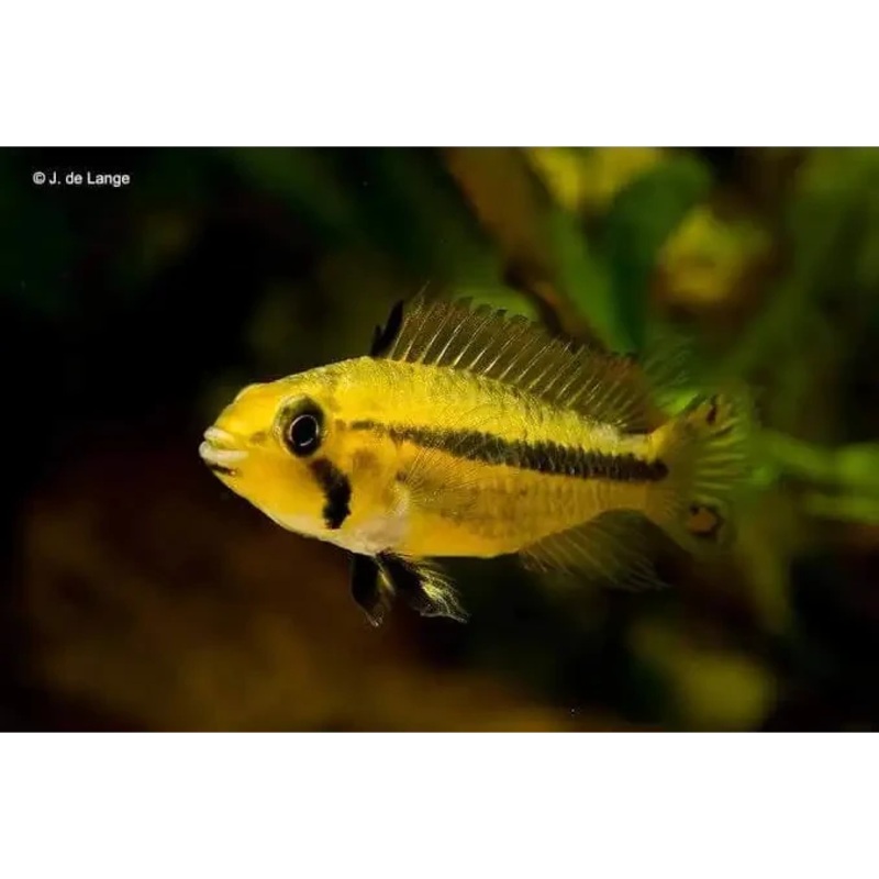 Apistogramma Cacatuoides Female