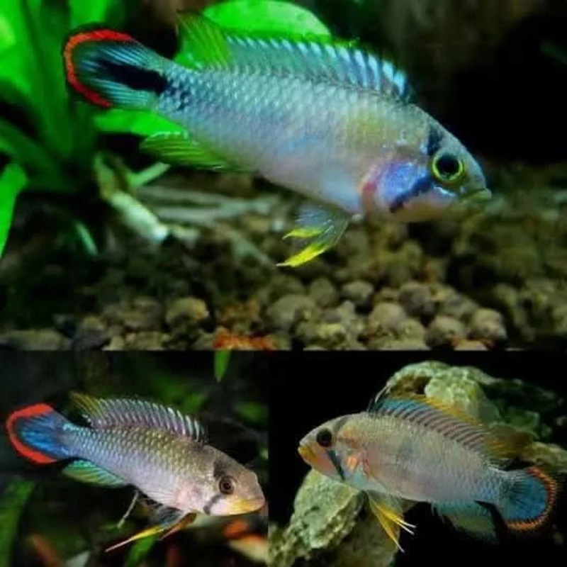 Apistogramma Panduro 3CM - Locally Bred