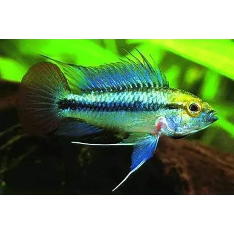 Apistogramma Trifasciata Male - Locally Bred
