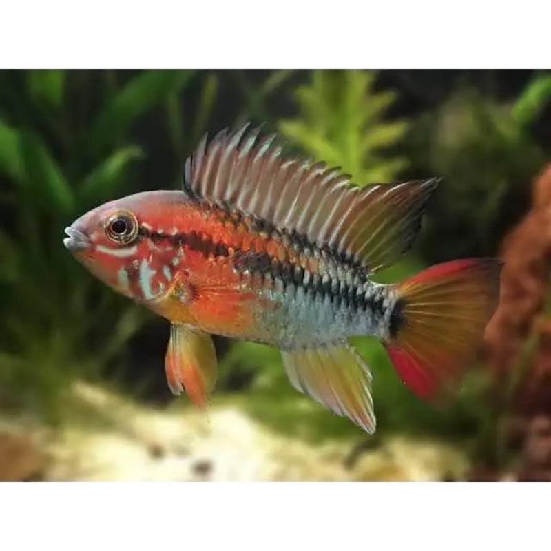 Apistogramma viejita red Neck Pair - Locally Bred