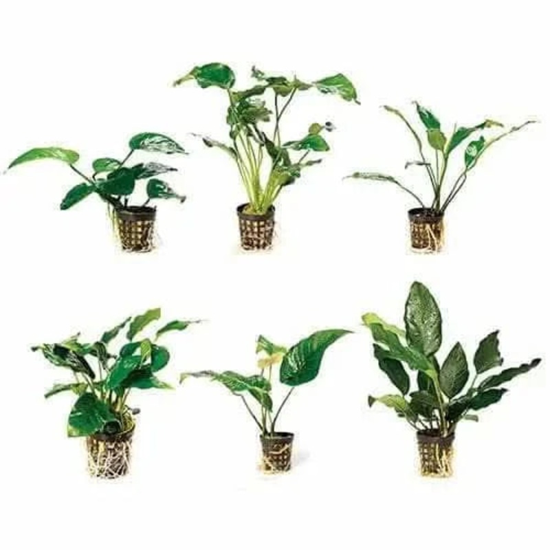 Assorted Anubias Plant Multi Pack