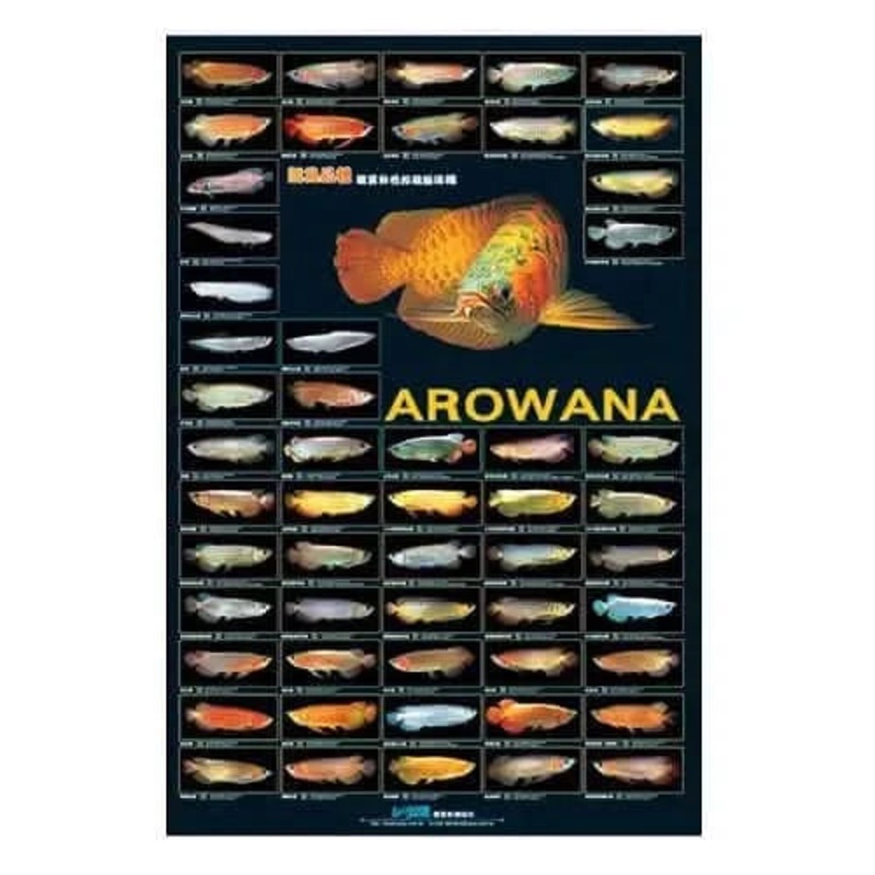 Azoo Arowana Poster
